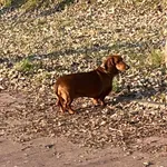 Znaleziono jamnika. Miasto Poznan. Różowa obroża