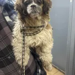 Znaleziono psa, Sosnowiec, 22 marca 2025