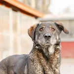 Gaja - cudowna suczka szuka kochającego domu!