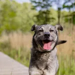 Znaleziono psa, Sosnowiec, 22 marca 2025