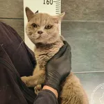 Znaleziono kota, Chełmek, 22 marca 2025