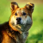 Fantastyczny Fido szuka domu na zawsze!
