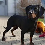 Znaleziono psa, Lublin, 23 marca 2025