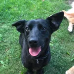 ZAGINĄŁ PIESEK‼️‼️ 