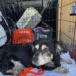 Znaleziono psa, Sosnowiec, 19 marca 2025