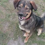 Zaginął pies, Sady-Kolonia, 23 marca 2025