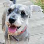 Znaleziono psa, Sosnowiec, 22 marca 2025