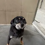 Pies do adopcji, Kraków, 9 marca 2025