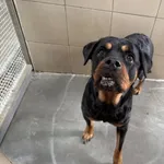 Pies do adopcji, Kraków, 9 marca 2025