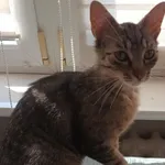 Zaginął kot, Łódź, 23 marca 2025