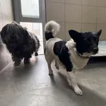 Pies do adopcji, Kraków, 9 marca 2025