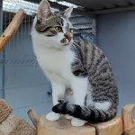 Kot do adopcji, Włocławek, 22 marca 2025