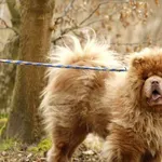 Pies do adopcji, Elbląg, 24 marca 2025