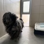 Pies do adopcji, Kraków, 9 marca 2025