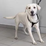 Znaleziono psa, Lublin, 22 marca 2025