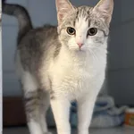 Znaleziono kota, Lublin, 22 marca 2025