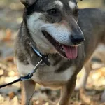 Pies do adopcji, Oborniki, 11 czerwca 2021