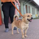 Piesek znaleziony w Mieczewie