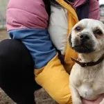 Pies do adopcji, Oborniki, 18 lutego 2025