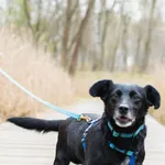 Angel 117/2025 w domu tymczasowym