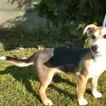 Pies do adopcji, Henrykowo, 6 marca 2025