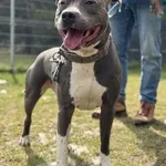 Pies do adopcji, Kraków, 9 marca 2025