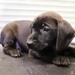 Znaleziono psa, Łódź, 23 marca 2025