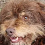 Pies do adopcji, Oborniki, 26 lutego 2025