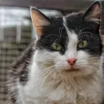 Oddam kota, Gdynia, 25 marca 2025