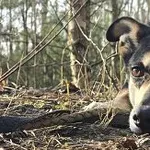 Pies do adopcji, Oborniki, 10 czerwca 2021