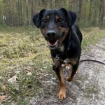 Pies do adopcji, Włocławek, 24 marca 2025