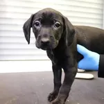 Znaleziono psa, Łódź, 23 marca 2025