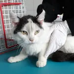 Kot do adopcji, Szczecin, 25 marca 2025