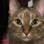 Zaginął kot, Lublin, 26 marca 2025