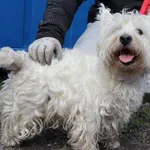 Znaleziono psa, Łódź, 24 marca 2025