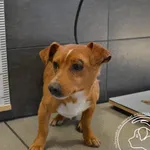 Przyjęty: 2025-03-25 Gmina: Bogoria Płeć: Pies Opis: mieszaniec, brązowo-białe