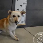 Znaleziono psa, Chełmek, 25 marca 2025