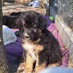 Pies do adopcji, Orzechowce, 25 marca 2025