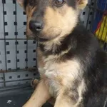 Znaleziono psa, Radom, 23 marca 2025