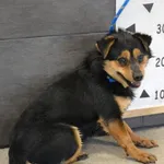 Przyjęty: 2025-03-25 Gmina: Bogoria Płeć: Suka Opis: mieszaniec, czarne-podpalane