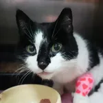 KOT Z INTERWENCJI 24.03.2025