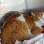 KOT ZNALEZIONY 25.03.2025