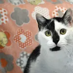 Kot do adopcji, Chełmek, 9 listopada 2024