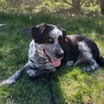 Oddam psa, Toruń, 26 marca 2025