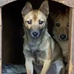 Pies do adopcji, Głowno, 25 marca 2025