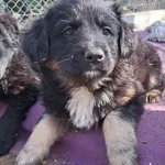 Pies do adopcji, Orzechowce, 25 marca 2025