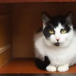 Oddam kota, Gdańsk, 26 marca 2025