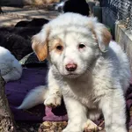 Pies do adopcji, Orzechowce, 25 marca 2025