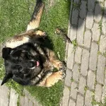 Zaginął pies, Łódź, 25 marca 2025