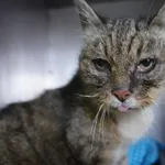 KOTKA Z INTERWENCJI 24.03.2025